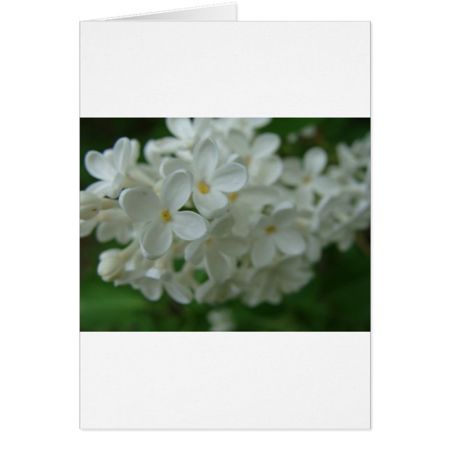 White Lilac (Front)
