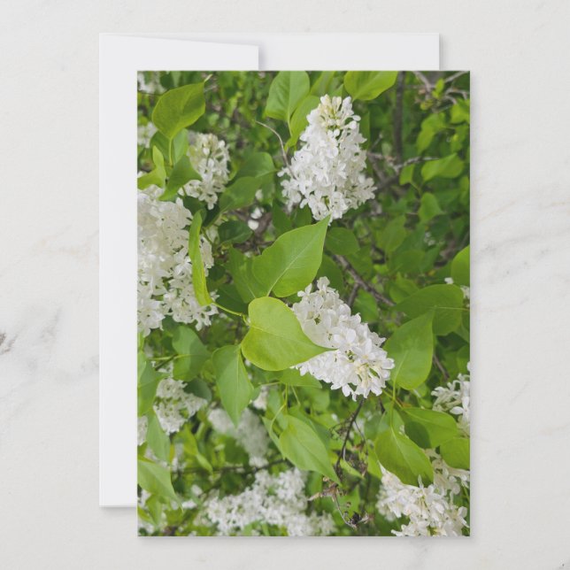 White lilac invitation (Front)