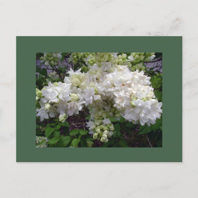 White Lilac Postcard (Front)