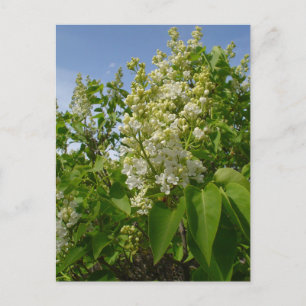 White Lilacs in Bloom Postcard