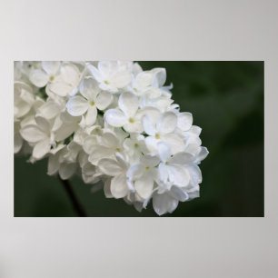 White Lilacs Poster