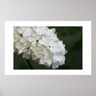 White Lilacs Poster
