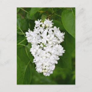 White lilacs print postcard