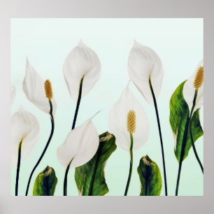 White Lilies Flowers Blue Seamless Poster