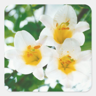 White Lilies - Lily Flower Lilium candidum  Square Sticker