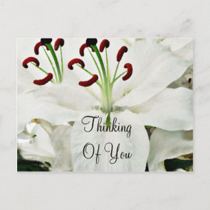 White Lilies_ Postcard