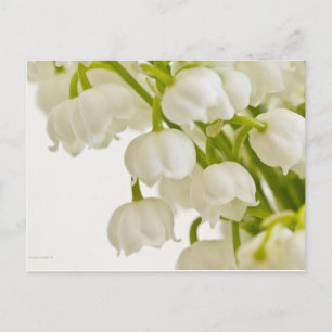 White Lilies Postcard