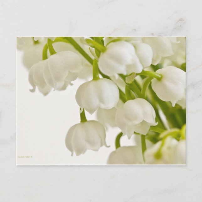 White Lilies Postcard (Front)