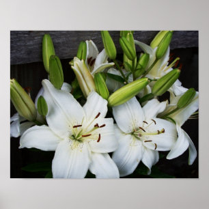 White Lilies Poster