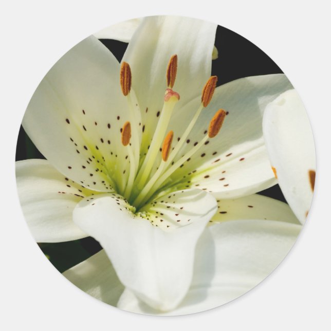 White Lilies Stickers (Front)