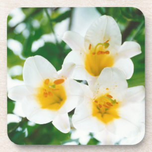 White lilies - Symbol of love Coaster
