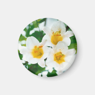 White lilies -  Symbol of love  Magnet
