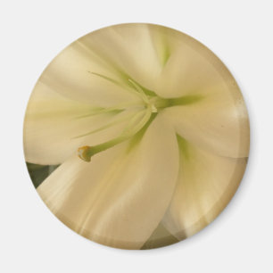 White Lillum Flower Photo Round Magnet