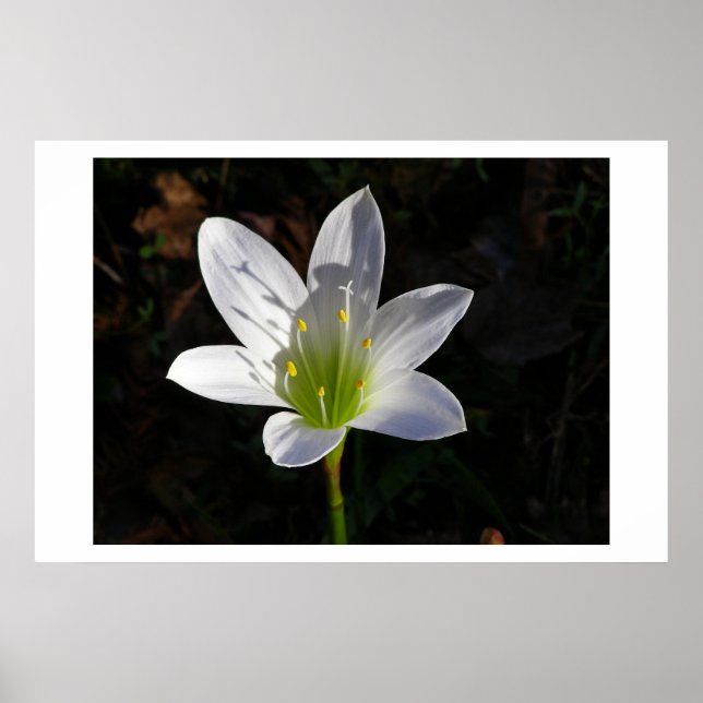 White Lilly Poster (Front)