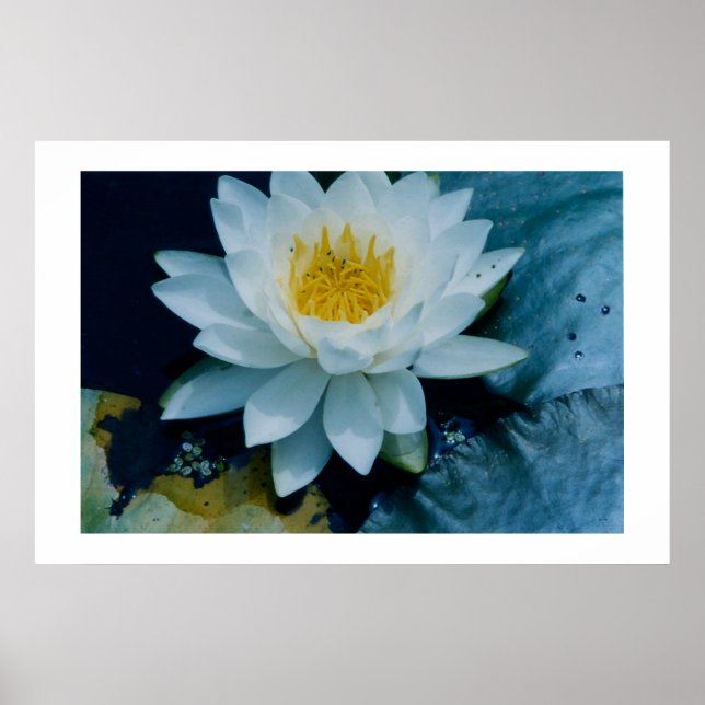"WHITE  LILLY"  PRINT (Front)