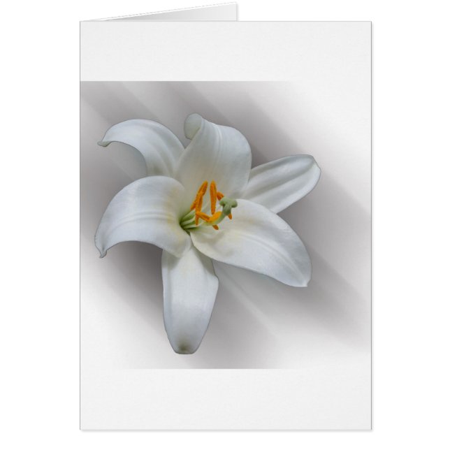white lily (Front)