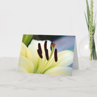White Lily 1  Card