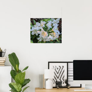 White Lily Blooms Floral Photographic Poster