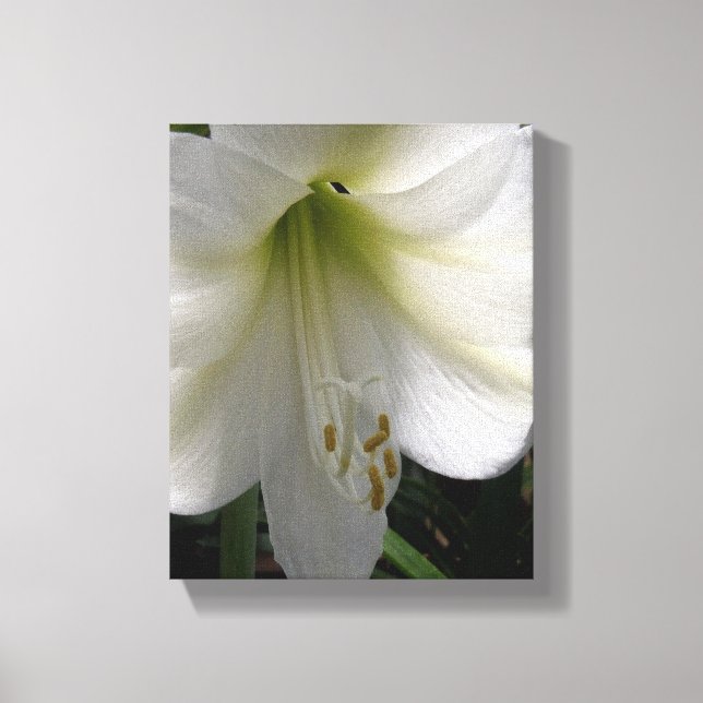 White Lily Canvas Print (Front)