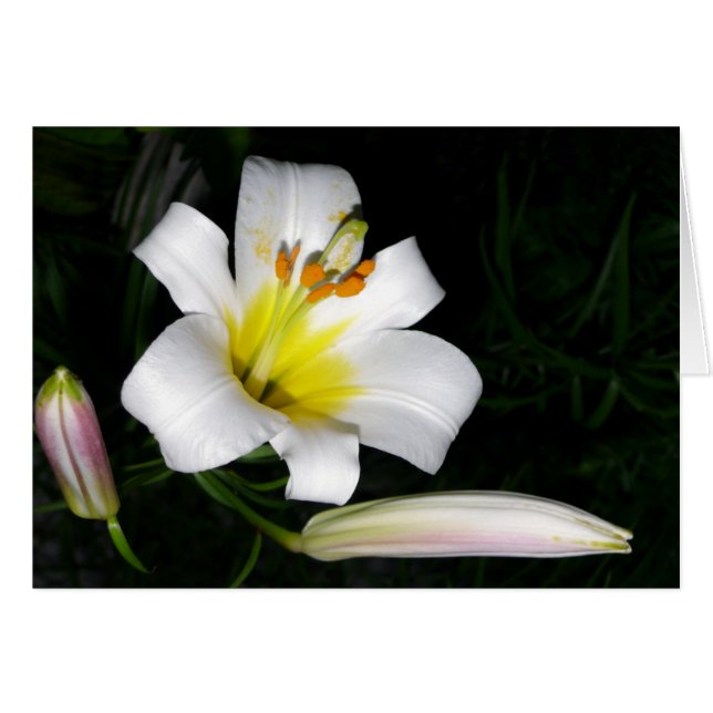 White Lily Card (Front Horizontal)