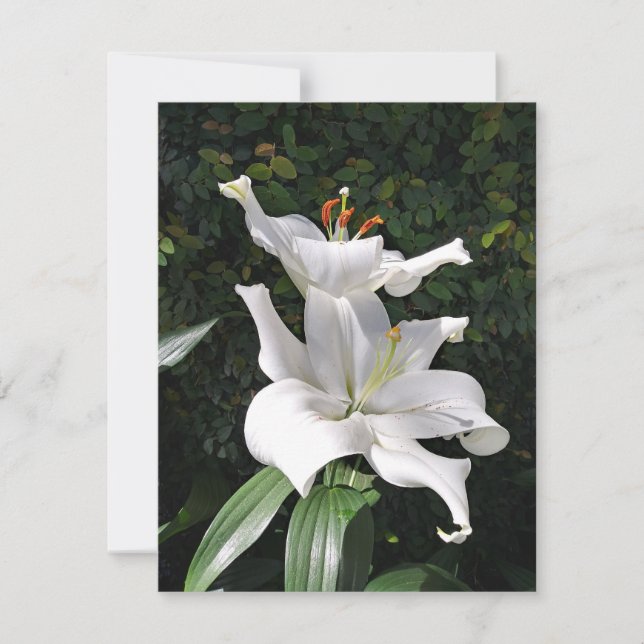 White Lily Dignity Card (Front)