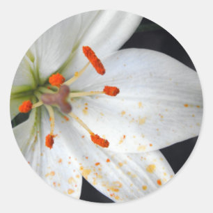 white lily flower classic round sticker
