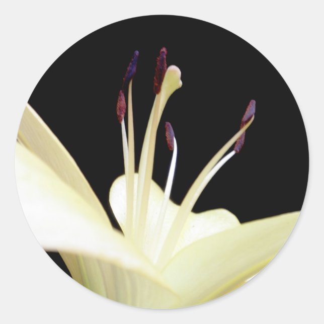 White Lily Flower Lilies Flowers Photo Classic Round Sticker (Front)