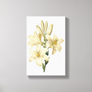 white lily(Lilium candidum) by Redouté Canvas Print