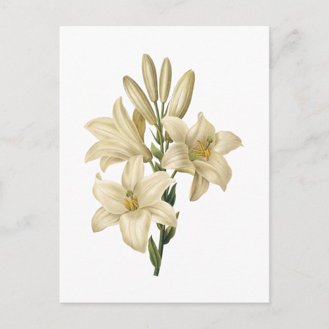 white lily(Lilium candidum) by Redouté Postcard (Front)