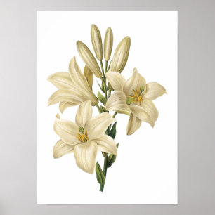 white lily(Lilium candidum) by Redouté Poster