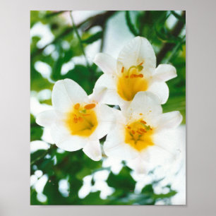 White Lily - Lilium candidum  Poster