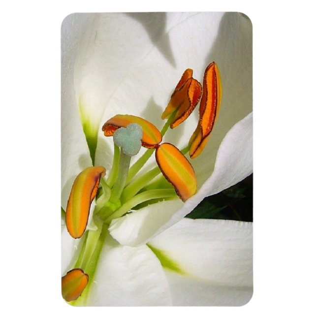 White Lily Magnet (Vertical)