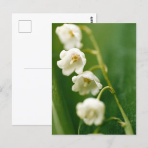 White Lily of the valley (Convallaria majalis) Postcard