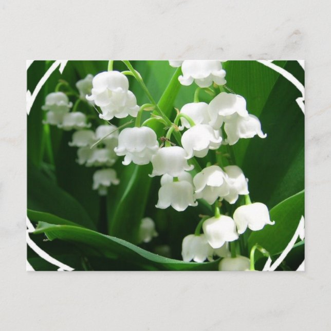 White Lily of the Valley Postcard (Front)