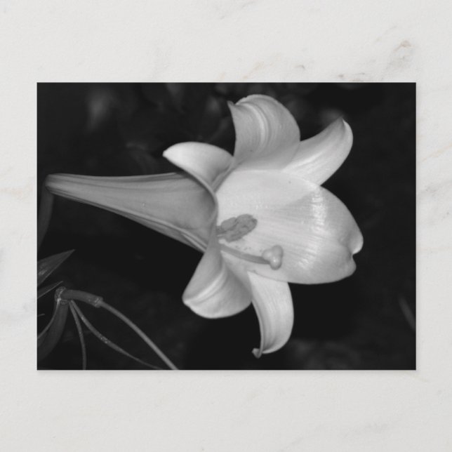 White Lily Postcard (Front)