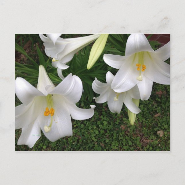 White Lily Postcard (Front)