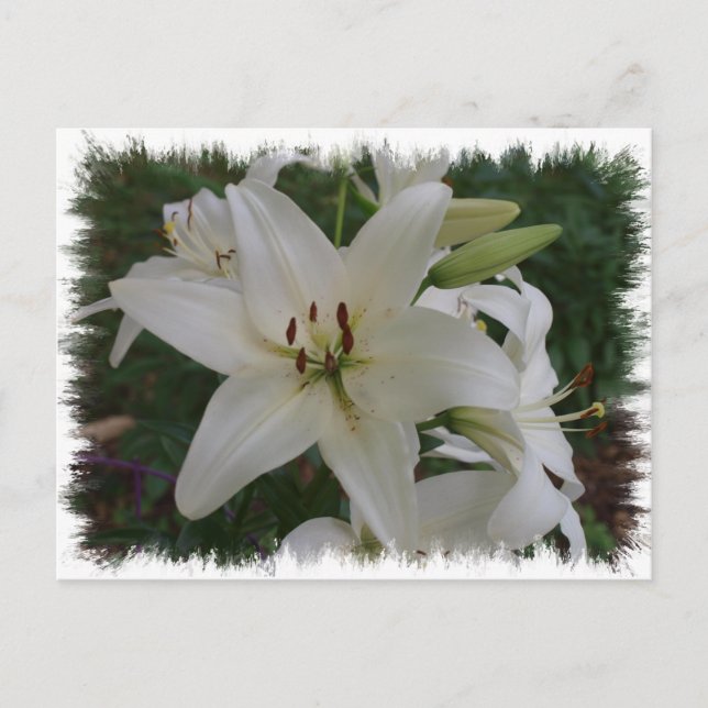 White Lily Postcard (Front)