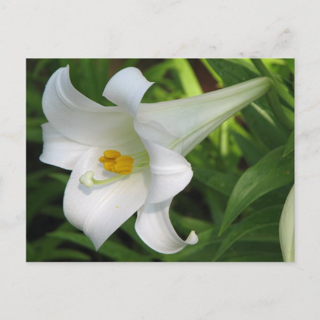 White Lily Postcard (Front)