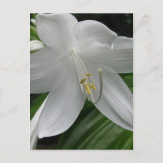 White Lily Postcard