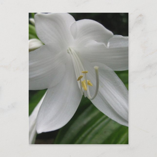 White Lily Postcard (Front)