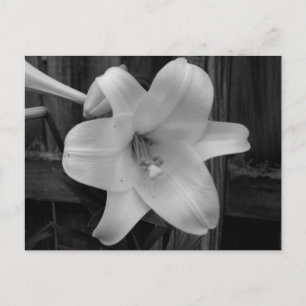 White Lily Postcard