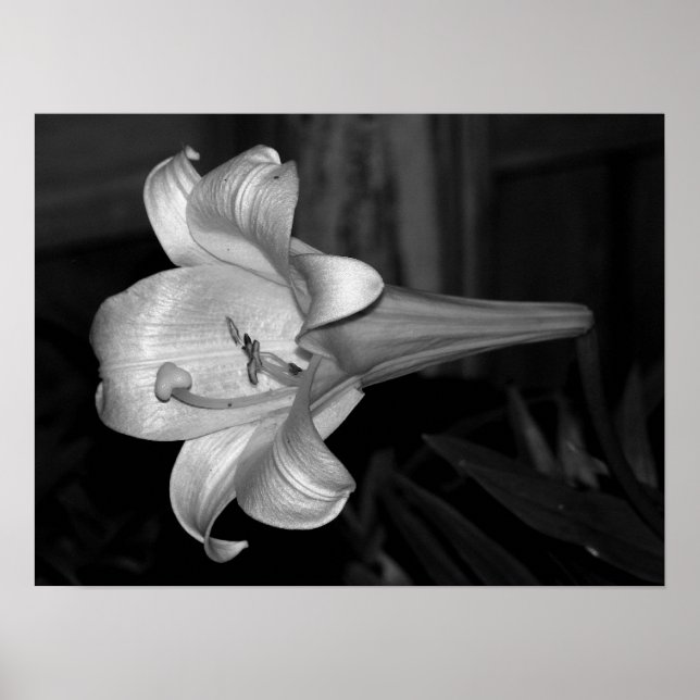 White Lily Poster (Front)