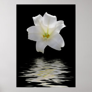 white lily poster