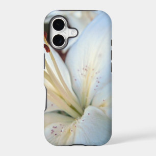 white lily pretty
