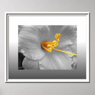 White Lily Selective Colour Poster/ Canvas Print