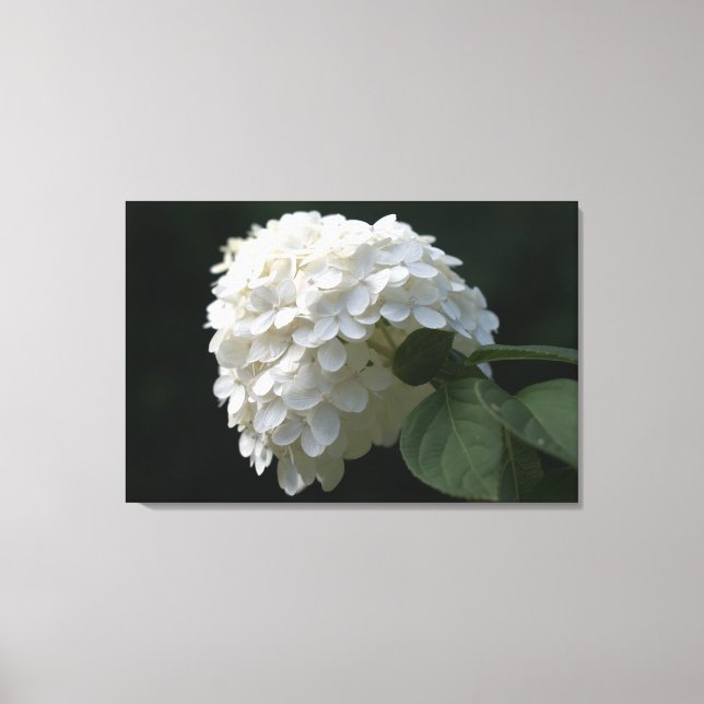 White Lime Hydrangea Flower Canvas Print (Front)