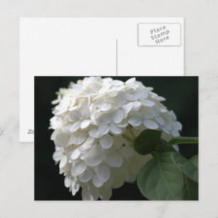 White Lime Hydrangea Postcard