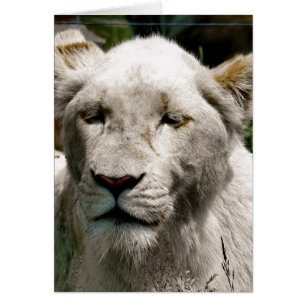 WHITE LION Card