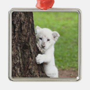White lion cub hiding behind a tree. metal tree decoration