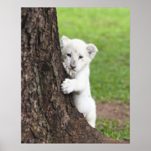 White lion cub hiding behind a tree. poster